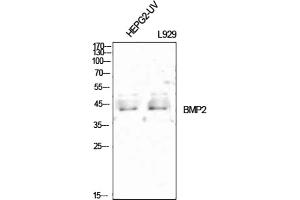 BMP2 anticorps  (C-Term)