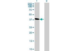 Western Blot analysis of C6orf81 expression in transfected 293T cell line by C6orf81 MaxPab polyclonal antibody. (C6orf81 Antikörper  (AA 1-367))