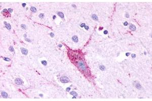 Anti-GPR61 antibody  ABIN1048847 IHC staining of human brain, neurons and glia.