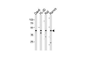 LILRA3 Antibody (C-term) (ABIN1881498 and ABIN2843368) western blot analysis in Daudi,HL-60,Raji and Ramos cell line lysates (35 μg/lane).