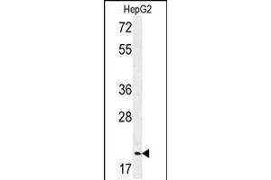 Western blot analysis of in HepG2 cell line lysates (35ug/lane) (Geminin Antikörper  (AA 96-123))