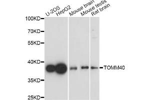Western blot analysis of extracts of various cell lines, using TOMM40 antibody (ABIN5971653) at 1/1000 dilution. (TOMM40 Antikörper)
