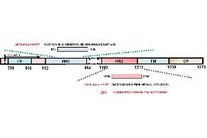 Schematic representation of HCoV S protein. (Coronavirus Spike Glycoprotein (CoV S) Peptid)