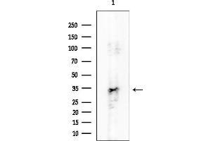 anti-Engrailed Homeobox 2 (EN2) antibody