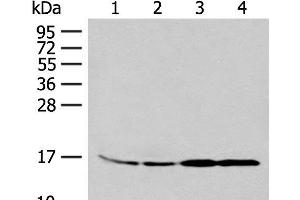 Western blot analysis of 293T and K562 cell Human between peritoneal stromal sarcoma tissue HEPG2 cell lysates using MYDGF Polyclonal Antibody at dilution of 1:250 (MYDGF Antikörper)