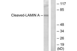 Western blot analysis of extracts from HeLa cells, treated with etoposide (25 μM, 1hour), using Lamin A (cleaved-Asp230) antibody. (Lamin A/C Antikörper  (Cleaved-Asp230, Internal Region))