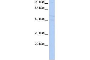 WB Suggested Anti-SGK3 Antibody Titration: 0. (SGK3 Antikörper  (N-Term))