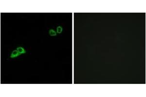 Immunofluorescence (IF) image for anti-Olfactory Receptor, Family 2, Subfamily AT, Member 4 (OR2AT4) (AA 271-320) antibody (ABIN2891119) (OR2AT4 Antikörper  (AA 271-320))