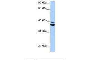 Image no. 1 for anti-MyoD Family Inhibitor Domain Containing (MDFIC) (AA 188-237) antibody (ABIN6739324) (MDFIC Antikörper  (AA 188-237))