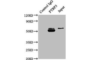 Immunoprecipitating PTBP3 in A549 whole cell lysate Lane 1: Rabbit control IgG instead of ABIN7140056 in A549 whole cell lysate.