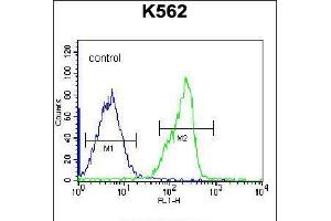 Flow cytometric analysis of K562 cells (right histogram) compared to a negative control cell (left histogram). (ZNF146 Antikörper  (N-Term))