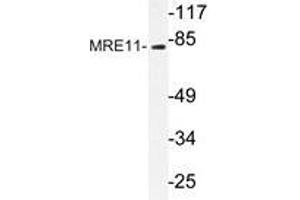 Western blot analysis of MRE11 antibody in extracts from Jurkat cells. (Mre11 Antikörper)