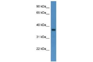 WB Suggested Anti-BSG Antibody Titration: 0.