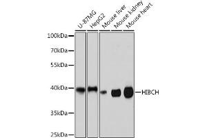 Western blot analysis of extracts of various cell lines, using HIBCH Rabbit pAb (ABIN7265331) at 1:3000 dilution. (HIBCH Antikörper  (AA 33-330))