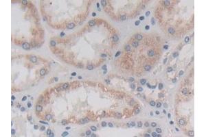 Detection of CTRB1 in Human Kidney Tissue using Polyclonal Antibody to Chymotrypsinogen B1 (CTRB1) (CTRB1 Antikörper  (AA 34-261))