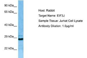 Host: RabbitTarget Name: EIF3JAntibody Dilution: 1. (EIF3S1 Antikörper  (N-Term))