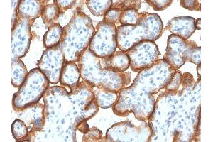Formalin-fixed, paraffin-embedded human Placenta stained with VISTA Monospecific Mouse Monoclonal Antibody (VISTA/3007). (VISTA Antikörper)
