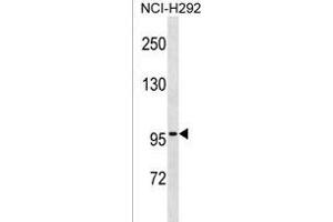 ZN Antibody (N-term) (ABIN1539503 and ABIN2850374) western blot analysis in NCI- cell line lysates (35 μg/lane).