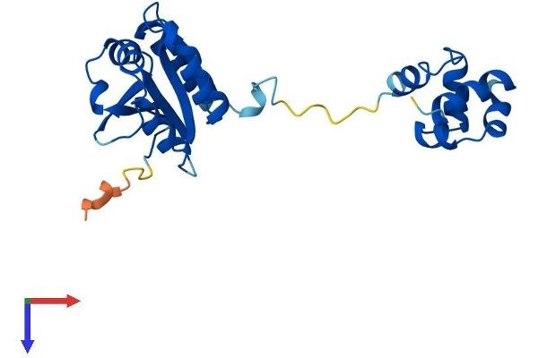 FAAP24 Protein (AA 1-215) (His tag)