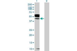 Western Blot analysis of IL1R2 expression in transfected 293T cell line by IL1R2 MaxPab polyclonal antibody.