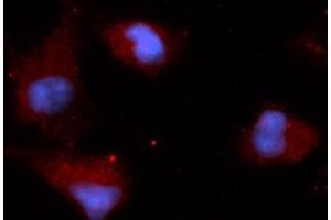 Immunofluorescence (IF) image for anti-Stanniocalcin 2 (STC2) (AA 25-302) antibody (APC) (ABIN5566189) (Stanniocalcin 2 Antikörper  (AA 25-302) (APC))