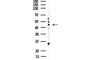 Western blot analysis of lysates from Rat brain, using DUX4 Antibody at 1/1000 dilution.