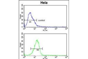 Flow cytometric analysis of Hela cells (bottom histogram) compared to a negative control cell (top histogram). (DPP8 Antikörper  (N-Term))
