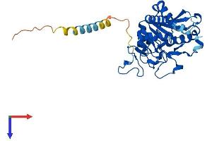 ABO Protein (AA 1-332) (His tag)