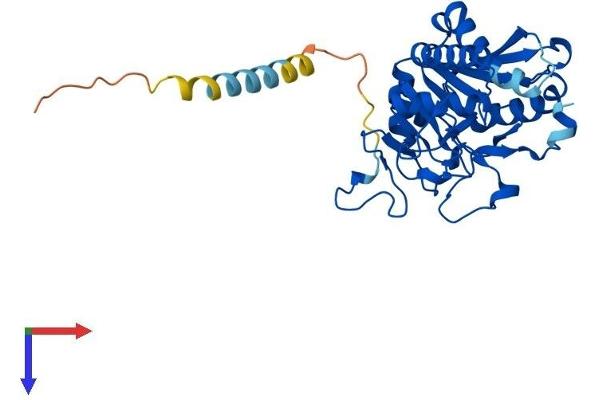 ABO Protein (AA 1-332) (His tag)