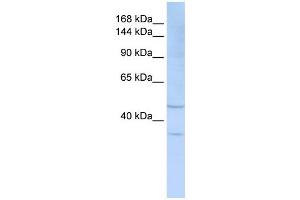 SIGLEC7 antibody used at 1 ug/ml to detect target protein. (SIGLEC7 Antikörper  (Middle Region))