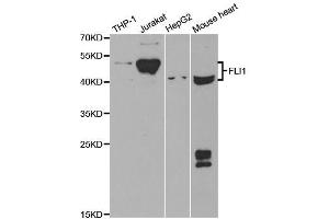 Western Blotting (WB) image for anti-Friend Leukemia Virus Integration 1 (FLI1) antibody (ABIN1876845) (FLI1 Antikörper)