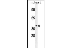 GNA15 Antibody (C-term) (ABIN654440 and ABIN2844174) western blot analysis in mouse heart tissue lysates (35 μg/lane). (GNA15 Antikörper  (C-Term))