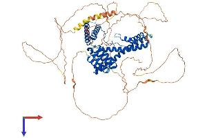 DAXX Protein (AA 1-739) (His tag)
