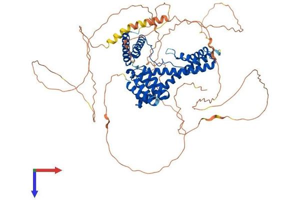 DAXX Protein (AA 1-739) (His tag)