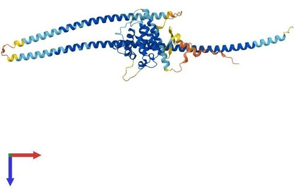 RUFY3 Protein (AA 1-469) (His tag)