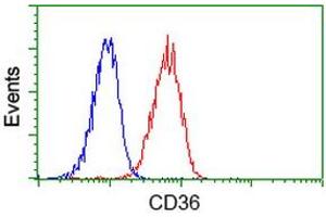 Image no. 2 for anti-CD36 (CD36) antibody (ABIN1497274) (CD36 Antikörper)