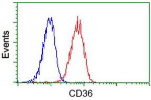 Image no. 2 for anti-CD36 (CD36) antibody (ABIN1497274) (CD36 Antikörper)