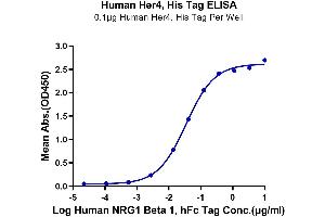 Immobilized Human Her4 at 1 μg/mL (100 μL/well) on the plate. (ERBB4 Protein (AA 26-651) (His-Avi Tag))
