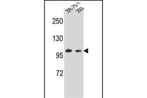 GRIP2 Antibody (Center) (ABIN656904 and ABIN2846101) western blot analysis in ZR-75-1,293 cell line lysates (35 μg/lane). (GRIP2 Antikörper  (AA 620-649))