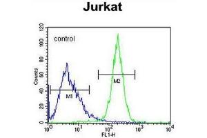 CWC22 Antibody (N-term) flow cytometric analysis of Jurkat cells (right histogram) compared to a negative control cell (left histogram). (CWC22 Antikörper  (N-Term))