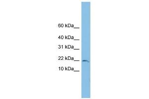 TRAPPC1 antibody used at 1 ug/ml to detect target protein.