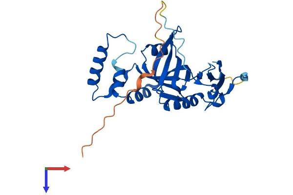 PNPO Protein (AA 1-261) (His tag)
