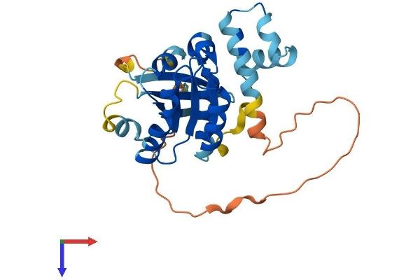 RAB40B Protein (AA 1-278) (His tag)
