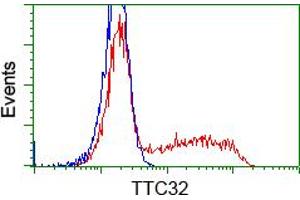 HEK293T cells transfected with either RC209334 overexpress plasmid (Red) or empty vector control plasmid (Blue) were immunostained by anti-TTC32 antibody (ABIN2453735), and then analyzed by flow cytometry. (TTC32 Antikörper)