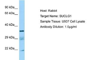 Western Blotting (WB) image for anti-Succinate-CoA Ligase, alpha Subunit (SUCLG1) (C-Term) antibody (ABIN2790136)