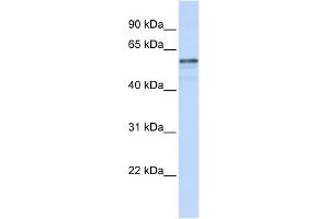 WB Suggested Anti-TMEM195 Antibody Titration:  0. (TMEM195 Antikörper  (N-Term))