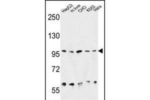 HSP90B1 Antibody (N-term) (ABIN651092 and ABIN2840067) western blot analysis in HepG2, CHO, K562, Hela cell line and mouse liver tissue lysates (35 μg/lane). (GRP94 Antikörper  (N-Term))