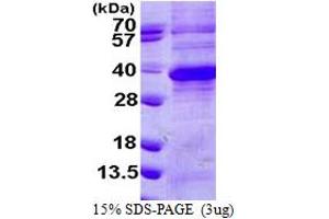 SDS-PAGE (SDS) image for Regucalcin (RGN) (AA 1-299) protein (His tag) (ABIN667537) (Regucalcin Protein (RGN) (AA 1-299) (His tag))
