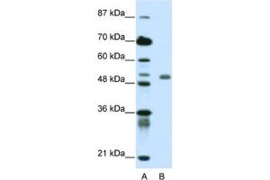 Western Blotting (WB) image for anti-Deformed Epidermal Autoregulatory Factor 1 (Drosophila) (DEAF1) antibody (ABIN2461907)