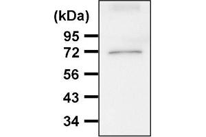 Western blot analysis of hsc70 expression in HeLa cells (Hsc70 Antikörper)